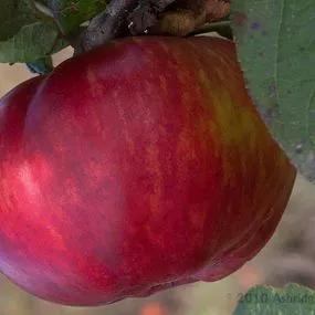 Tom Putt Apple Tree (Malus domestica Tom Putt) 3